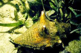 wild queen conch