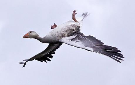 Greylag Goose