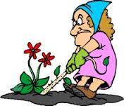 pulling weeds