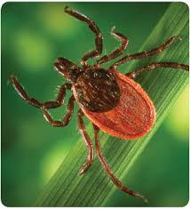 lyme tick