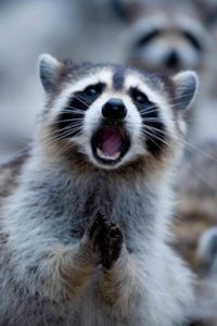 raccoon-speaks